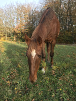 Vente de cheval : Urioso